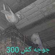 پرشی جوجه کش