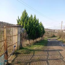 فروش زمین مسکونی 15000 متر در سوخته کوه