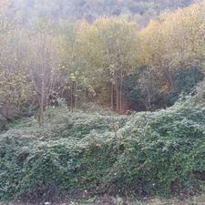 زمین مسکونی 2500 متر در شیخ زاهد