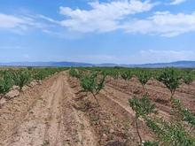 بوئین زهرا چسکین 42 هکتار باغ بادام باچاه و قنات در شیپور