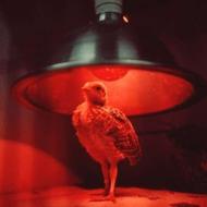 لامپ مادر مصنوعی