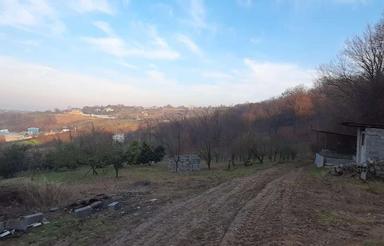 فروش زمین کشاورزی 10000 متر در وسطی کلا
