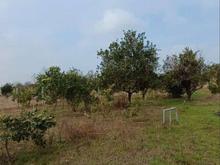 4600 متر زمین بافت باغ میوه در بابلکنار در شیپور