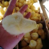 فروش مستقیم انواع جوجه گوشتی یکروز مرغداری