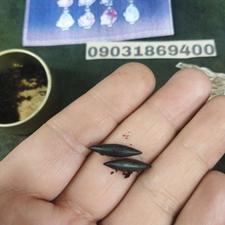 مهره مار اصل زنگی جفت