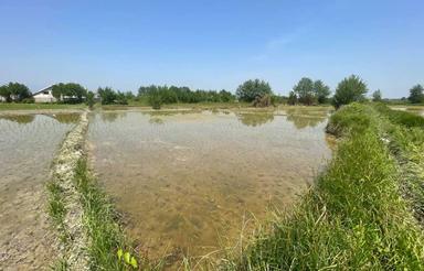 زمین شالیزاری سنتی 40000 هکتاری فومن