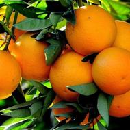 فروش باغ مرکبات 500 متر در شهر سورک