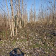 فروش زمین مسکونی 1270 متر در جاده کوچصفهان