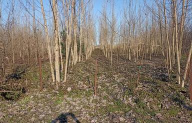 فروش زمین مسکونی 1270 متر در جاده کوچصفهان