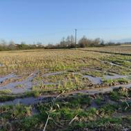 زمین کشاورزی 3000 متر در مرکز شهر