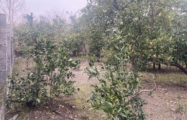 زمین کشاورزی 1000 متری