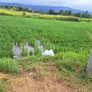 زمین کشاورزی 50000 متر در اوجی آباد