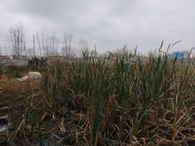 فروش و معاوضه زمین مسکونی 255 متری سه قطعه کومله در شیپور