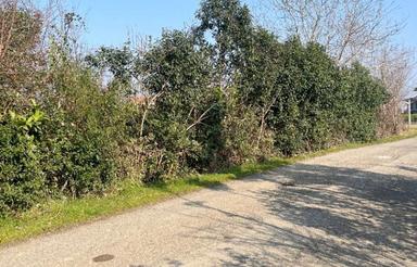 فروش زمین مسکونی 500 متری سندتک برگ در حسن سرا