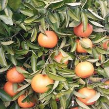 زمین کشاورزی 2400 متر در هلی باغ