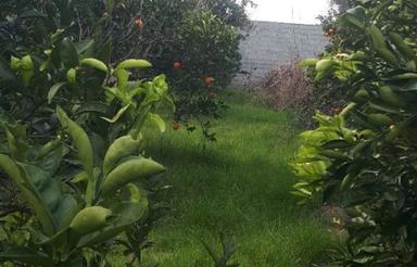 باغچه 374 متر در کیلومتر 6 جاده دریا