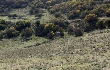 فروش زمین مسکونی 250متری ییلاقی،جنگلی،نمارستاق