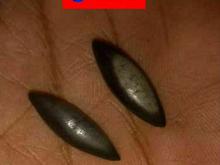 مهره مار زنگی باشناسنامه سرتیکیف در شیپور