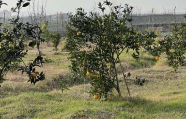 سرمایه گذاری با تضمین سود،اقساطی