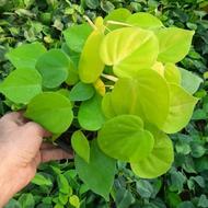 گل اسکاندیس ،زاموفیلیا