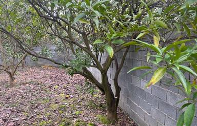 فروش زمین مسکونی 212 متر در سید محله