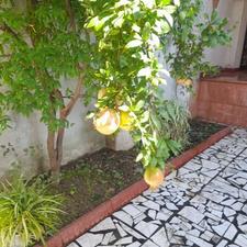 فروش ملک 222 متری با دو دهنه تجاری/بابلسر