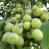 نهال میوه اصلاح شده