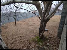 زمین 241 متری دور دیوار انشعاب کامل در شیپور