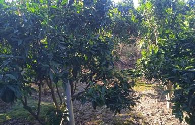 فروش زمین کشاورزی 3000 متر در ماه فروز محله علیا