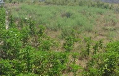 فروش زمین سند دار 1216 متر در جاده دریا