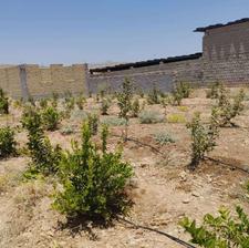 باغچه 1000متری روستای لاله و لادن