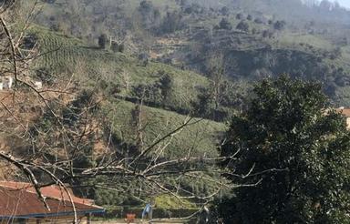 1600 متر زمین بکر در سرچشمه لاهیجان