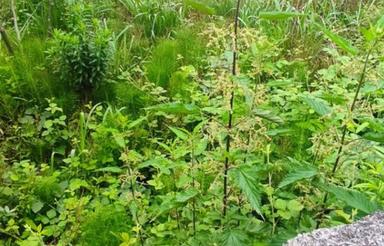 زمین مسکونی 200 متر در گرامجان داخل بافت مسکونی