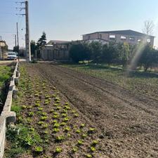 318 متر زمین 2 بر / 100 متری جاده اصلی