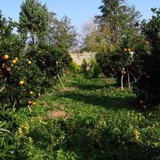 فروش زمین کشاورزی 400 متر در مرکز شهر