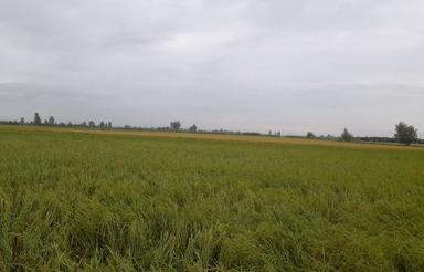 فروش زمین کشاورزی 180000 متر در فرح آباد شمالی