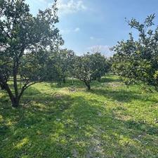 فروش باغ 2300 متر در لیمون