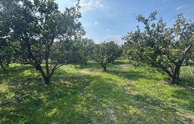 فروش باغ 2300 متر در لیمون