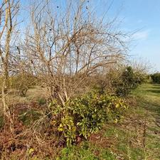 باغ 3500 متر در محدوده لیمون