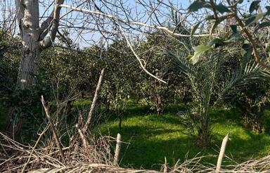 زمین مسکونی 254 متر در سالومحله