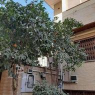 فروش ویلایی ارتفاع دار 185 متر شیخ صدوق شمالی