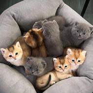 فروش تخصصی بچه گربه اسکاتیش و بریتیش اصیل