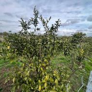 فروش باغچه 250 متری