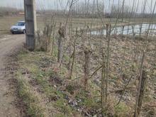 زمین کشاورزی 1,000 متری در پیشخان در شیپور