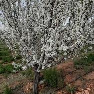 فروش زمین کشاورزی 1800 متر در مراغه