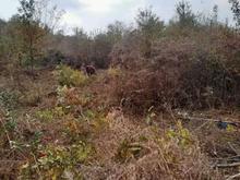 زمین 335متری در اکبرسرا مناسب سرمایه گذاری در شیپور