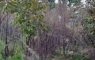 فروش زمین مسکونی 350 متر در بیجاربنه