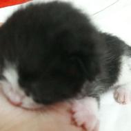 واگذاری گربه سه ماهه و یک ساله