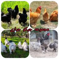 انواع جوجه برهماو زینتی وارداتی