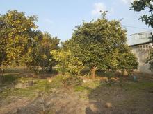 فروش و معاوضه باغ 2200 متری جاده قائمشهر در شیپور